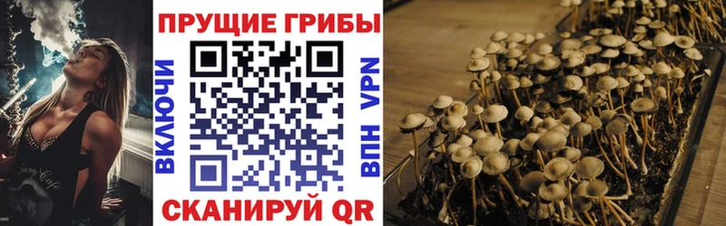 Псилоцибиновые грибы Psilocybe  Приозерск 